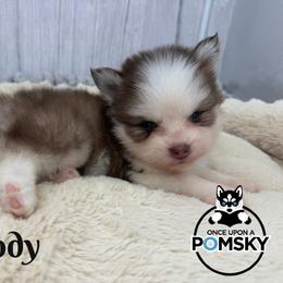 Woody - Red and white male Pomsky puppy in Eastman, Georgia from Once Upon A Pomsky