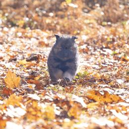 Pomsky Puppies from New World Pomskies
