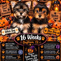 Yorkshire Terrier All Grown Up from Loyal Littles