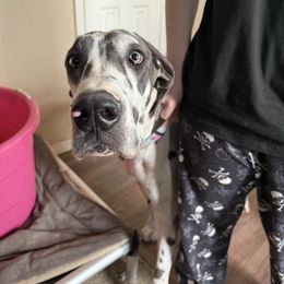 Athena - Harlequin Great Dane puppy in Eagle Mountain, Utah from Timpanogos Kennels