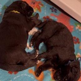 Boy 1 - Black male German Shepherd puppy in Valley Springs, South Dakota from Von Pasch German Shepherds