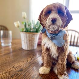 Whiskey - Goldendoodle