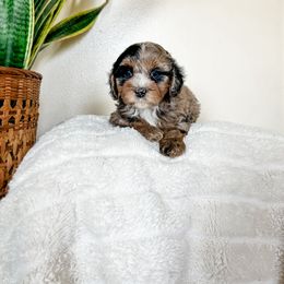 Cockapoo Puppies from Cockapoo puppies and co.
