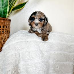 Cockapoo Puppies from Cockapoo puppies and co.