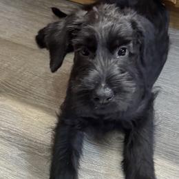 Girl 1 - Black female Giant Schnauzer puppy in North Royalton, Ohio from Mandy’s Giant Schnauzers