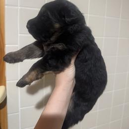Blue - Black and red male German Shepherd puppy in Pickens, South Carolina from Von Maqqedah Haus German Shepherds