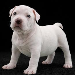 Arctic - White male American Bully puppy in Conroe, Texas from Titanium Kilo Kennels Texas