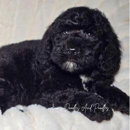 Blanket - Black and white female Sheepadoodle puppy in Cleveland, Georgia from Jam's Doodles And Poodles