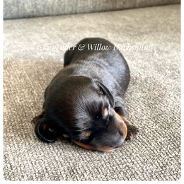 Dachshund Puppies from Lavender and Willow Dachshunds