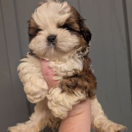Tiny Sonya - Tricolor female Shih Tzu puppy in Poultney, Vermont from Morgan's Shih Tzus