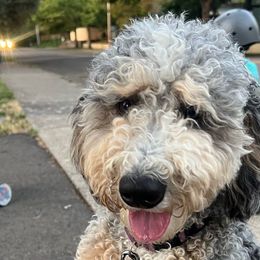 Zoey - Bernedoodle