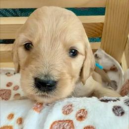 Theodore - Apricot male Goldendoodle puppy in Boise, Idaho from Goldendoodle Baby