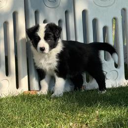 Rocky - Black and white male Border Collie puppy in Dorr, Michigan from Pineview Farm
