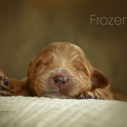 Goldendoodle Puppies from Loving Hearts Goldendoodles