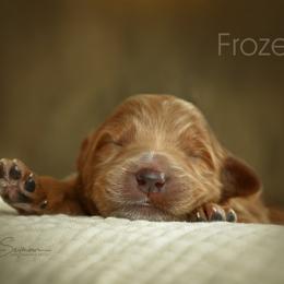 Goldendoodle Puppies from Loving Hearts Goldendoodles