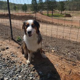 Harley - Australian Shepherd