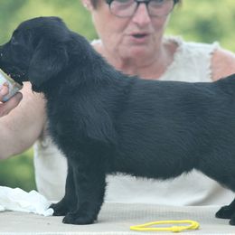 Labrador Retriever Puppies from Master Creek Labradors