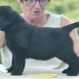 Labrador Retriever Puppies from Master Creek Labradors