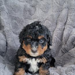 Haley - Tri-color female Bernedoodle puppy in East Earl, Pennsylvania from Mountainside Puppies