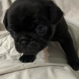 Zsa Zsa - Black female Pug puppy in South Carolina from Best Carolina Pugs
