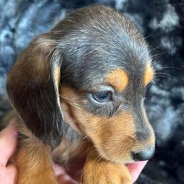 Bliss Silky Wire - Chocolate and tan female Dachshund puppy in Argos, Indiana from TKO Doxies