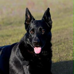 Sirius Black - German Shepherd