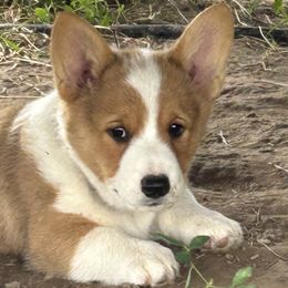Blue Collar - Red and white Cardigan Welsh Corgi puppy in Coopersville, Michigan from Corgi 4 Christ