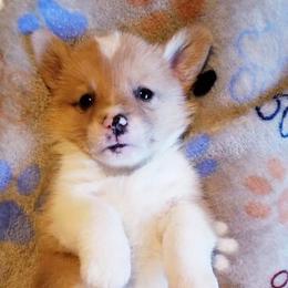 American Corgi and Pembroke Welsh Corgi Puppies from Whimsical Treasure Corgis