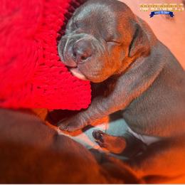 Boy 2 - American Bully puppy in Ocean City, Maryland from NV Kennels