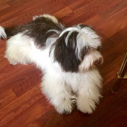 Georgie - Havanese