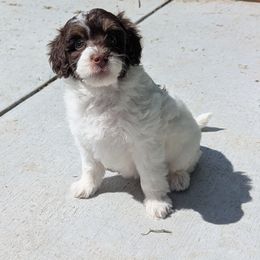 Coligny - Brown and white female Aussiedoodle puppy in Lincoln, Nebraska from Fur Hollow Puppies