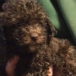 Poodles from Pat's poodles