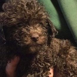 Poodles from Pat's poodles