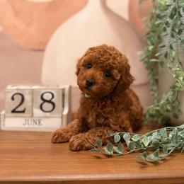 Biscoff - Red  male Poodle puppy in Niceville, Florida from Premier Poodle