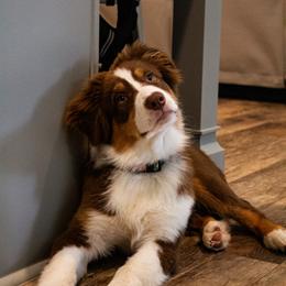 Australian Shepherd Puppies from Lovable Little Aussies