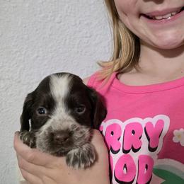 Koa - Liver white and roan male English Springer Spaniel puppy in Florida from Thunderbird Springers