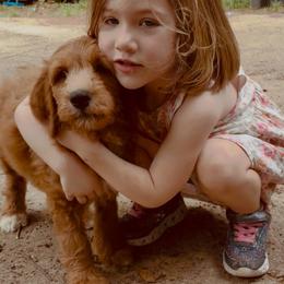 Cooper - Red  male Goldendoodle puppy in Travelers Rest, South Carolina from Bailey Mountain Doodles