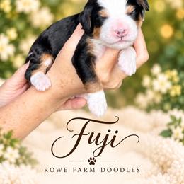 Fuji - Tri-color male Bernedoodle puppy in Henry, Illinois from Rowe Farms Doodles