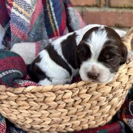 Casper - Liver white and roan male English Springer Spaniel puppy in Swainsboro, Georgia from Sweet Georgia Springers