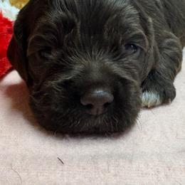 Girl 1 - Brown and white female Cocker Spaniel puppy in Phil Campbell, Alabama from Sandra Clark's Cocker Spaniels