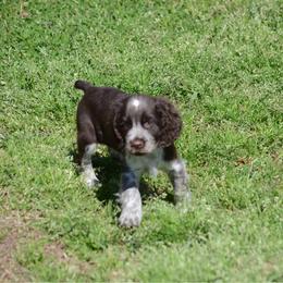 Ruby - Liver and white female English Springer Spaniel puppy in Central, South Carolina from SarMel