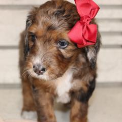 Australian Mountain Doodle, Australian Shepherd, Bernedoodle, Labradoodle, and Poodle Puppies from Island View Poodles & Doodles