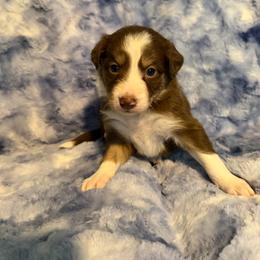 Mira - Tri-color female Border Collie puppy in Decatur, Alabama from Phantom Border Collies