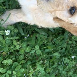 Cleo - Poodle puppy in Morrison, Tennessee from Country Road Homestead