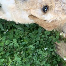 Cleo - Poodle puppy in Morrison, Tennessee from Country Road Homestead