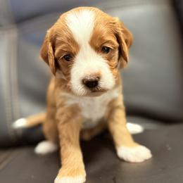 Honeysuckle (Pink) - Red  female Goldendoodle puppy in Twin Falls, Idaho from Magic Valley Family Doodles