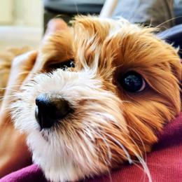 Friday - Red  female Goldendoodle puppy in Bountiful, Utah from Red Brick Doodles