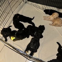 Poodle Puppies from Arindayle Standard Poodles