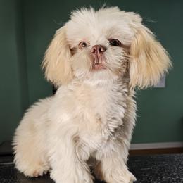Arlo - Shih Tzu