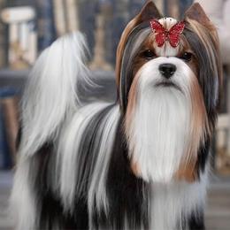 Trendy - Biewer Terrier